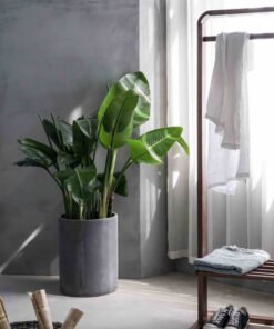 Alternative view of Bird of Paradise