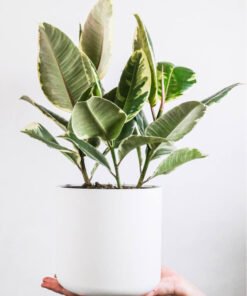 Alternative view of Calathea Beauty Star